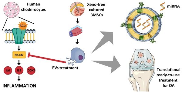 elybasetta's tweet photo. After so many struggles, I am happy to finally share our last paper on #extracellularvesicles in #cartilagerepair and my last work in @UniGenova
Thanks to all the collaborators and to our findings @AutoCRAT2020 for making it possible https://t.co/zs19S1Z7mz #Theranostics https://t.co/BCVfkTwSCz
