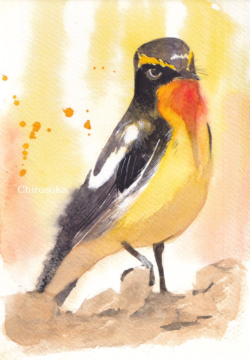 animal focus bird no humans painting (medium) watercolor (medium) traditional media animal  illustration images