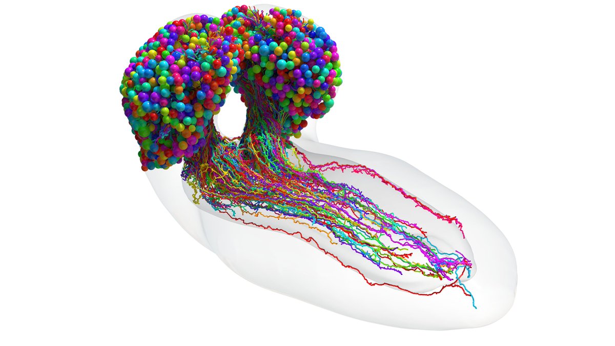 The_MRC's tweet photo. Researchers @MRC_LMB and @Cambridge_Uni have built the first-ever map of an insect's brain, showing every neuron and how they’re connected, enabling us to better understand the mechanism of thought and behaviour: https://t.co/CJ3vYj1kiS

📷 @MRC_LMB https://t.co/0WAdjygPD0
