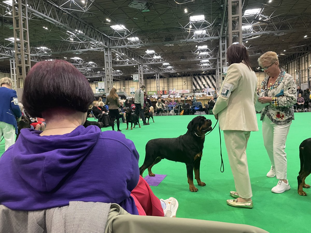 K9Caravanning's tweet image. Made it to @Crufts, roads not to bad. Just sat watch. Just watch one of our favourite breeds the #Rottweiler