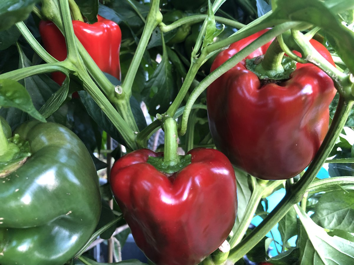 FocusNature's tweet photo. A few of my #allotment highlights which will feature on tonight's #GardenersWorld #BBC2 8pm 🌱🍎🍉🥕🍆📺 @GWandShows https://t.co/vE1sCrqGJq