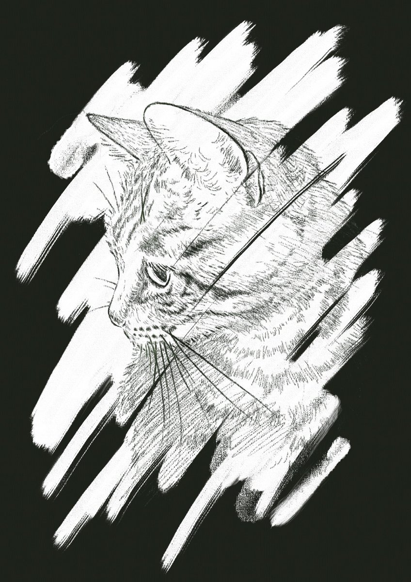 in0ue_mai's tweet photo. 🐈#猫 #ねこ #ねこすたぐらむ #cat #artset #brawing https://t.co/lv09iJzvKd