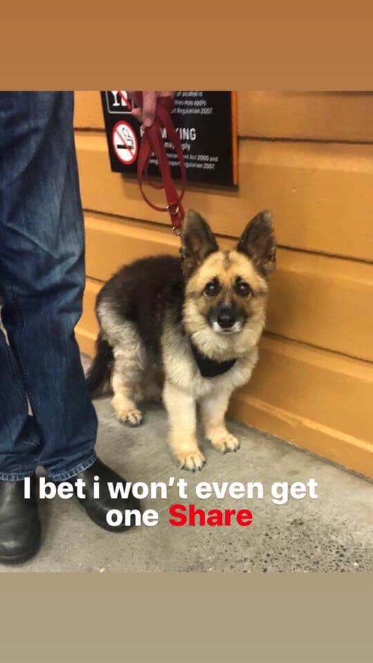 TweeetsOfDogs's tweet photo. A German Shepherd with dwarfism.😍😊❤️ https://t.co/qb57frQC2i