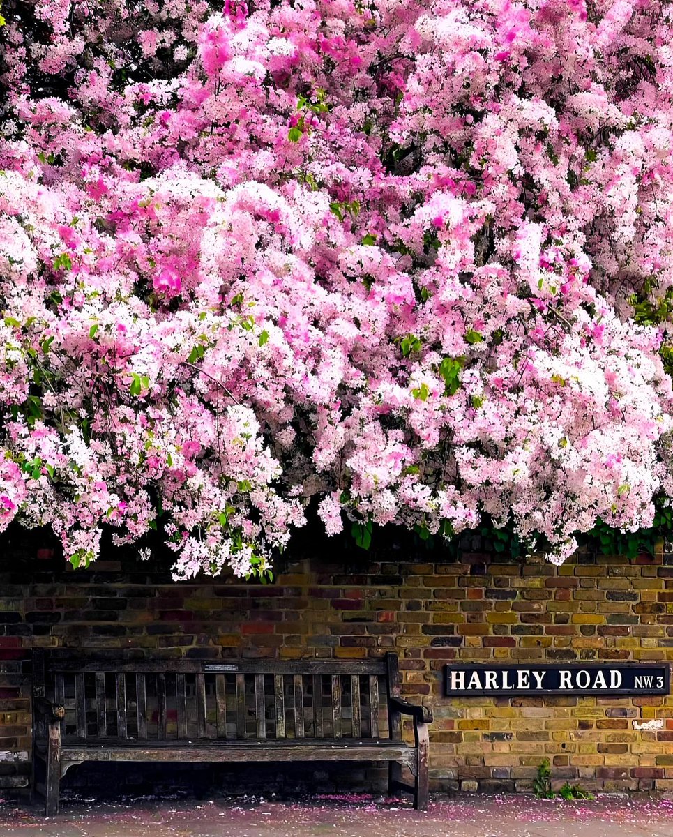 Patiently waiting for Spring...🌸 [📸 @luke_through_my_lens] #LetsDoLondon #VisitLondon bit.ly/3mv0xOi