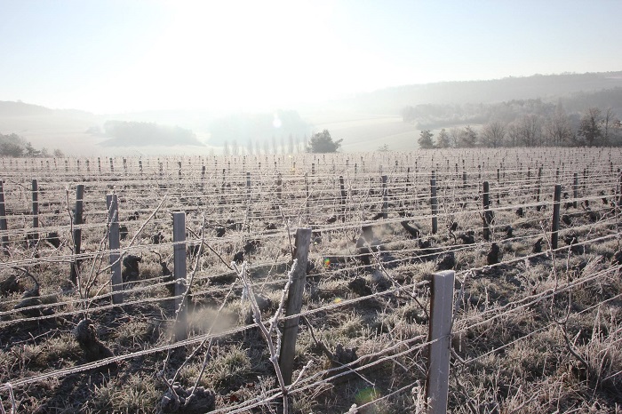 Jérôme Coessens | Exploration du terroir champenois à partir d’une seule parcelle dlvr.it/SkgHvw