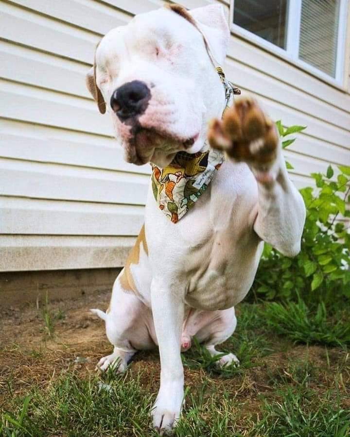 Best in Dogs tweet media