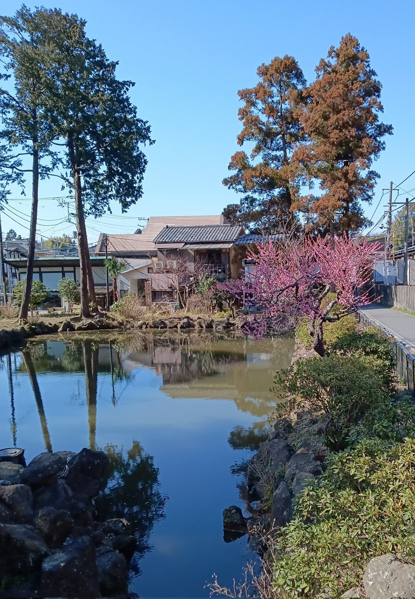 Joelle1Joy's tweet image. 日本の春もなかなかいいね🙂
#japanflowers
#japanspring
#cherryblossom