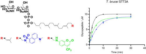Check our latest paper @TetrahedronChem! Herein we report the synthesis of two fluorescently labelled analogues of C25 dolichol (Dol25). If you are interested in the details please read the paper tinyurl.com/f2hmbbec. @DCBPunibern @reymondgroup @jrjrjlr @M_deCapi #chemtwitter