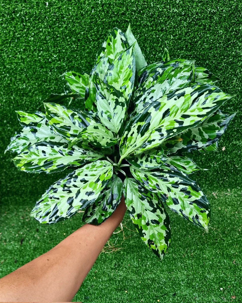 impictum's tweet photo. Will ne ready #Goexport
#Aglaonemapictum
#Aglaonemapictumtricolor
#ฝันดีราตรีสวัสดิ์
#植物 #植栽
#變異爪哇
#鹿角蕨
#爪哇鹿角蕨 #臭植男 #我家門前有森林
#ビカクシダ #ビカクシダ普及委員会
#麋角羊齒
#植物図鑑 #植物のある生活
#plantsmakemehappy https://t.co/1NPSw49r2c