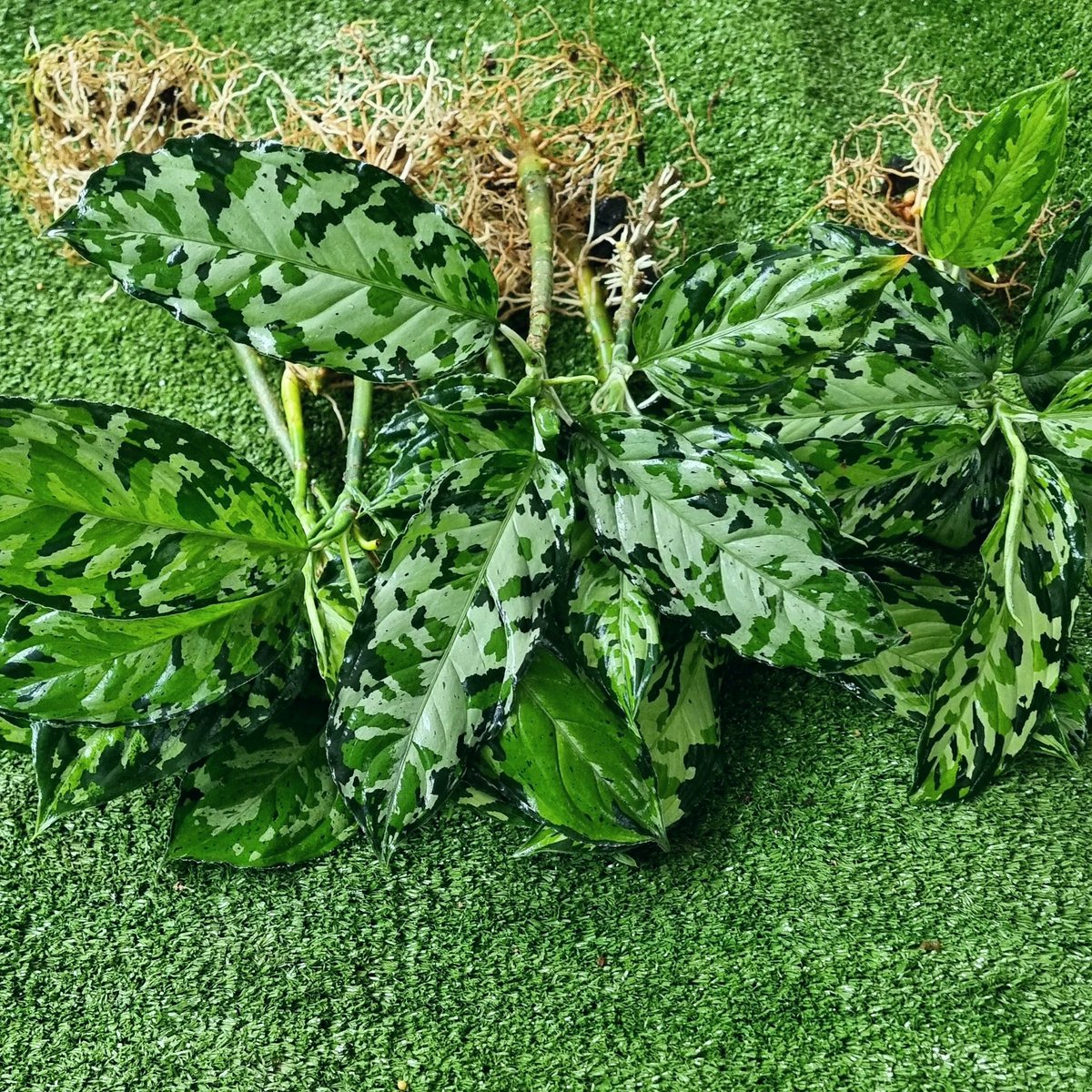 impictum's tweet photo. Will ne ready #Goexport
#Aglaonemapictum
#Aglaonemapictumtricolor
#ฝันดีราตรีสวัสดิ์
#植物 #植栽
#變異爪哇
#鹿角蕨
#爪哇鹿角蕨 #臭植男 #我家門前有森林
#ビカクシダ #ビカクシダ普及委員会
#麋角羊齒
#植物図鑑 #植物のある生活
#plantsmakemehappy https://t.co/1NPSw49r2c