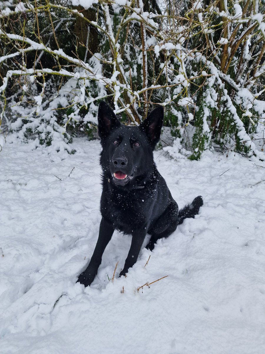 Well done Joker for relicensing for another 12 months. 
Consistent training is so important for our police dogs, and I'm looking forward to continuing to progress further with the big dope #policedogs #consistancyisthekey