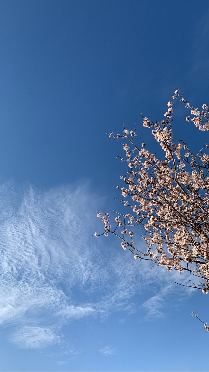 Payam_Barwari's tweet image. #SpringVibe 🌸🤍