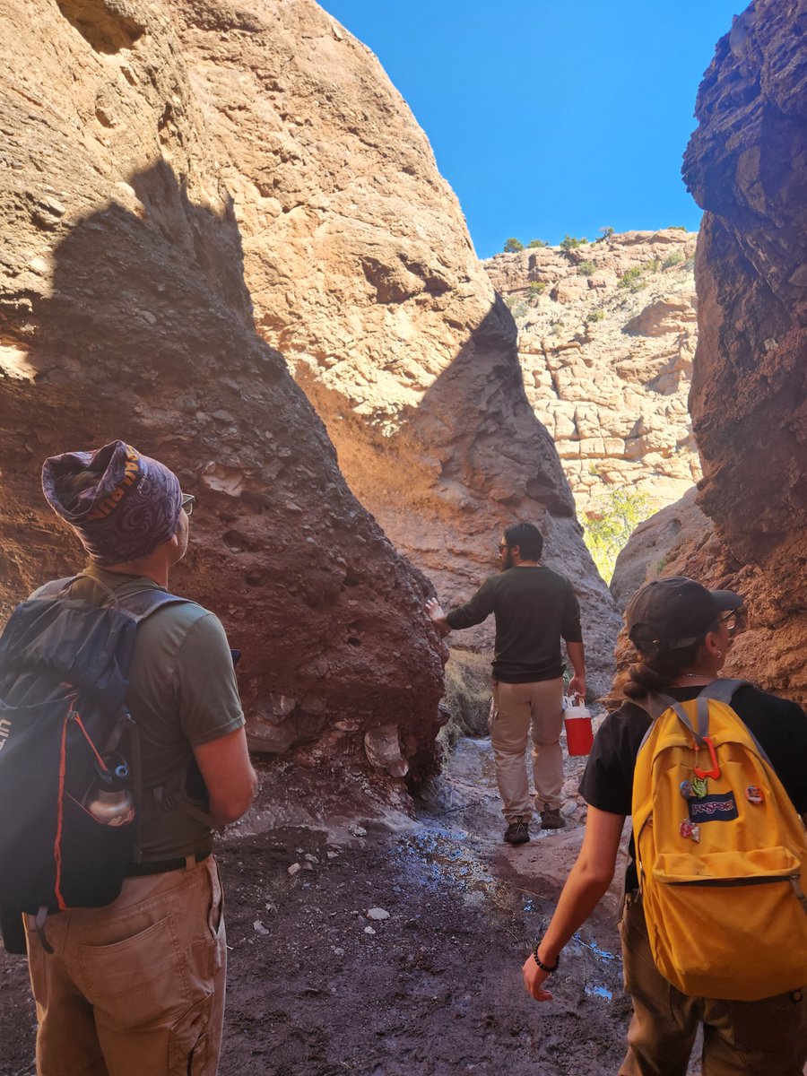 MSB Division of Amphibians and Reptiles tweet media