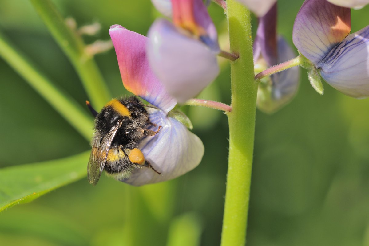 Scotland is buzzing!

Our Pollinator Strategy 2022 Progress Report published today highlights the wildflower planting, habitat connections and data gathering across the country, which support our precious pollinators as we tackle the climate crisis.

ow.ly/Xg2F50Nf2Vm
