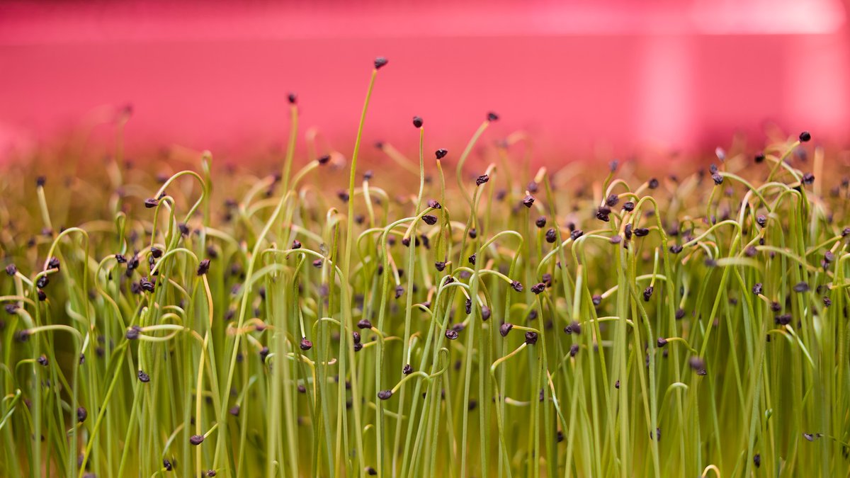 In the heart of London there is a farm like no other. It’s subterranean, sustainable and energy smart. It also has a digital twin looking out for its every need. Read more in our Impact Report: bit.ly/3ZO5b8m #digitaltwin #datascience #AI