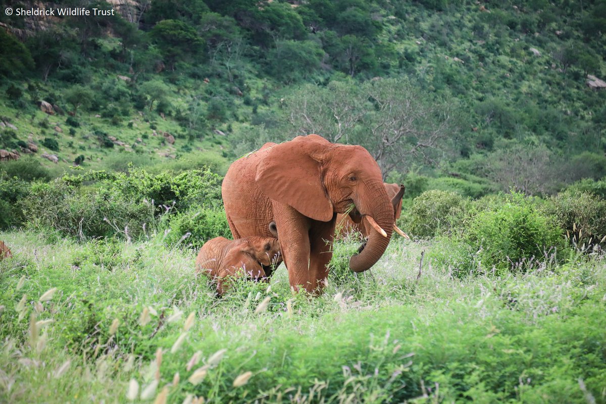 SheldrickTrust's tweet photo. The orphans we rescue come from all corners of Kenya, some from farther afield. Mweya hails from Uganda where, as a newborn, she wandered alone into a fishing village. Word of mouth &amp; a lot of hard work brought her into our care. She's now wild &amp; a mum. https://t.co/SPCiePTfnL https://t.co/g3YxDaTyms