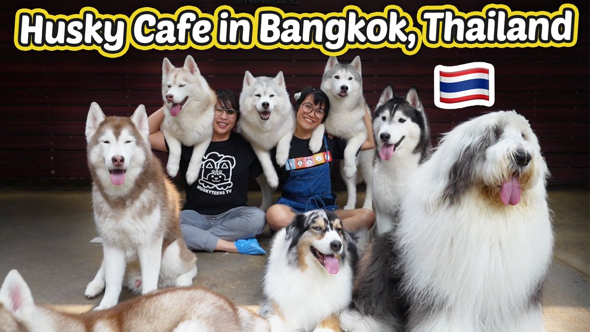 *NEW UPLOAD* ✈️🐾
Binisita ko ang SIKAT NA HUSKY CAFE sa THAILAND!

YT Link: youtu.be/q3eGDi2eQnk