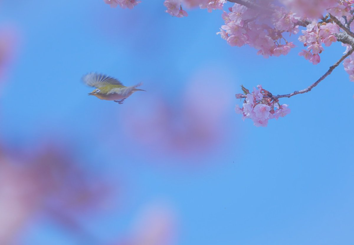 春が来たーーー🌸 #これソニーで撮りました #河津桜 #メジロ
