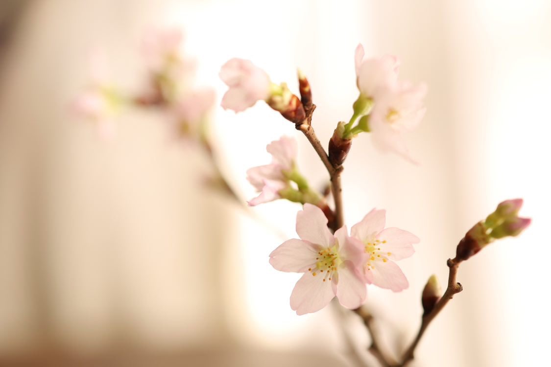 Instagramの #Snapmart で見つけた素敵なお写真の紹介です📸

🏞今日ご紹介するのは 
snakatsujiさん

色合いの綺麗な桜の写真。
これからの季節にぴったりですね！　

撮影のコツとご本人からのコメントはリプ欄へ→