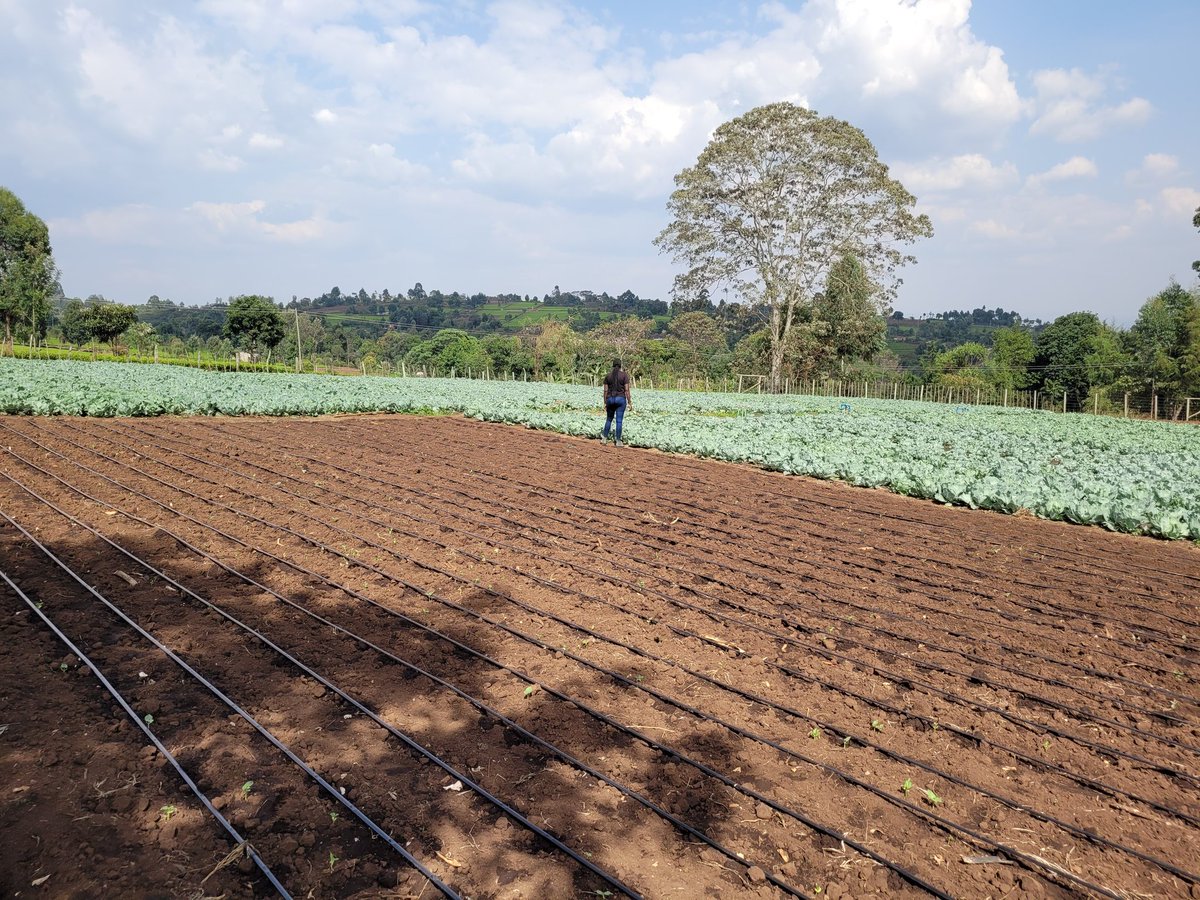 I farm because I love the full circle of planting &amp;nurturing a seed.I love the constant learning &amp;that we are always looking for better ways to do something.This is our progress 8weeks later and it feels good!
#MamaMboga
#WomenInAg 
#GrowYourOwnFood