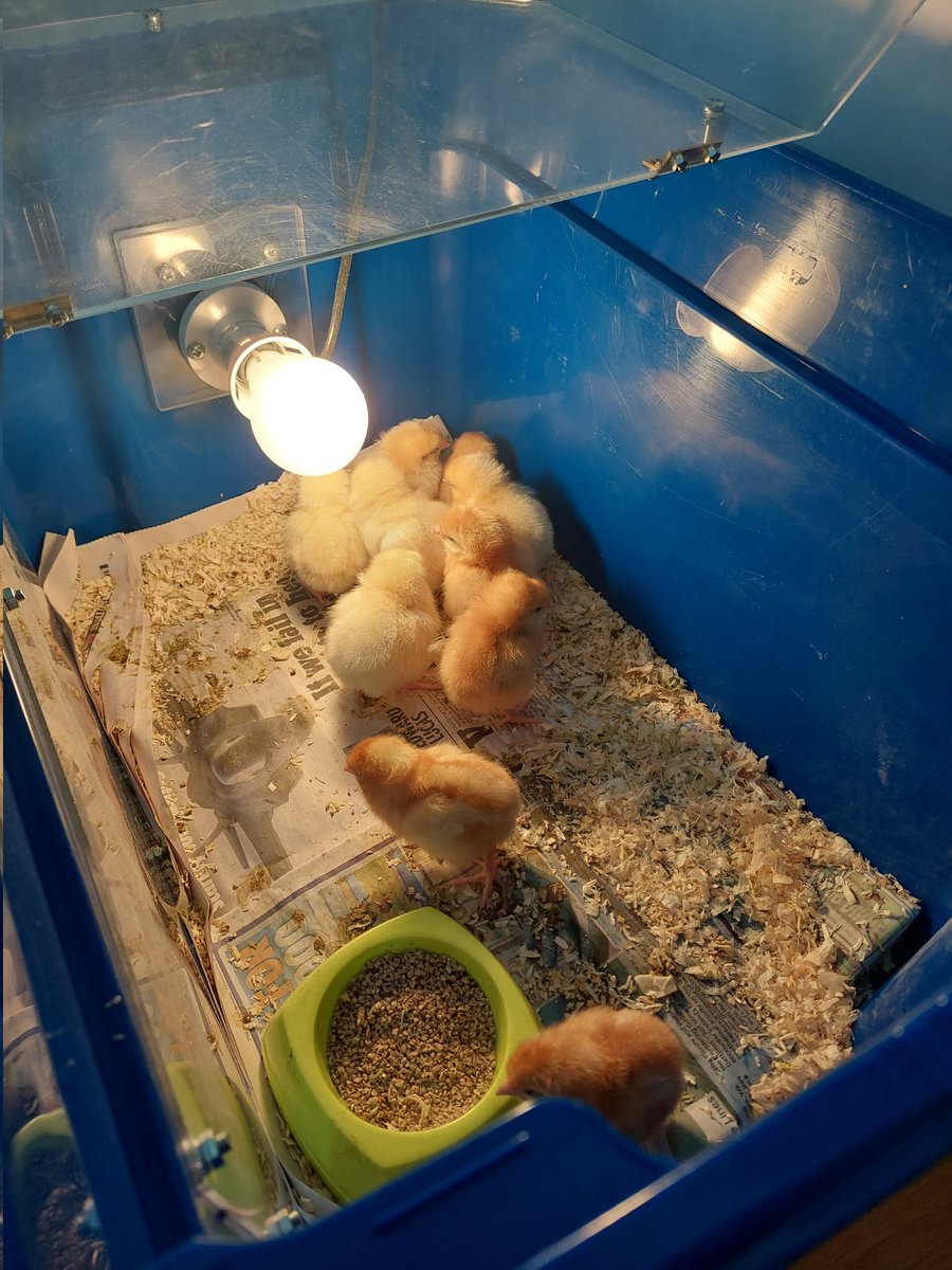S_A_Marsha11's tweet image. When you end up with chicks for the weekend because your wife is a nursery nurse!

#NotComputing
#KidsLoveThem
#NamedThemAlready