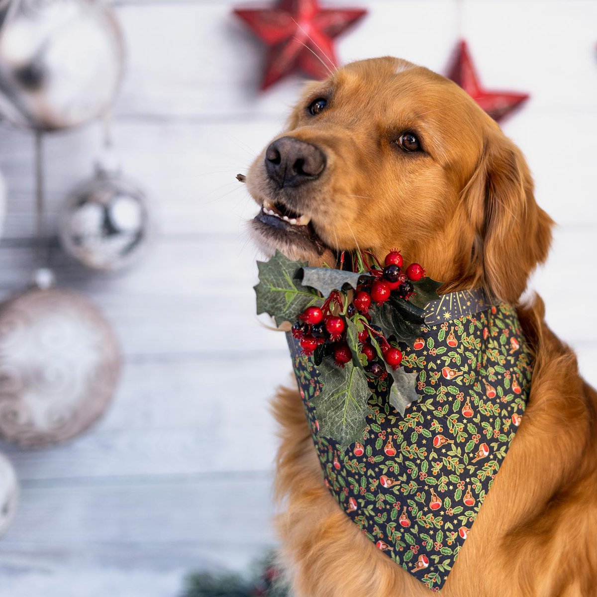 Happy almost Friday everyone 🎄 Who’s Feeling Christmassy?
-
#dogsoftwitter #dogs #goldenretriver #ilovegoldens #ilovegolden_retrievers