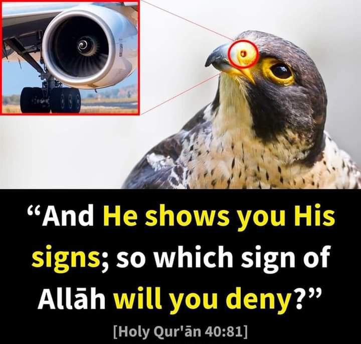 InaDow's tweet image. The air entering a peregrine falcon's nose during its high speed dives (320 km/h) would cause its lungs to explode, but bony tubercles in its nostrils safely regulate the passage of air. Engineers solved the air intake in jet engines in a similar way!