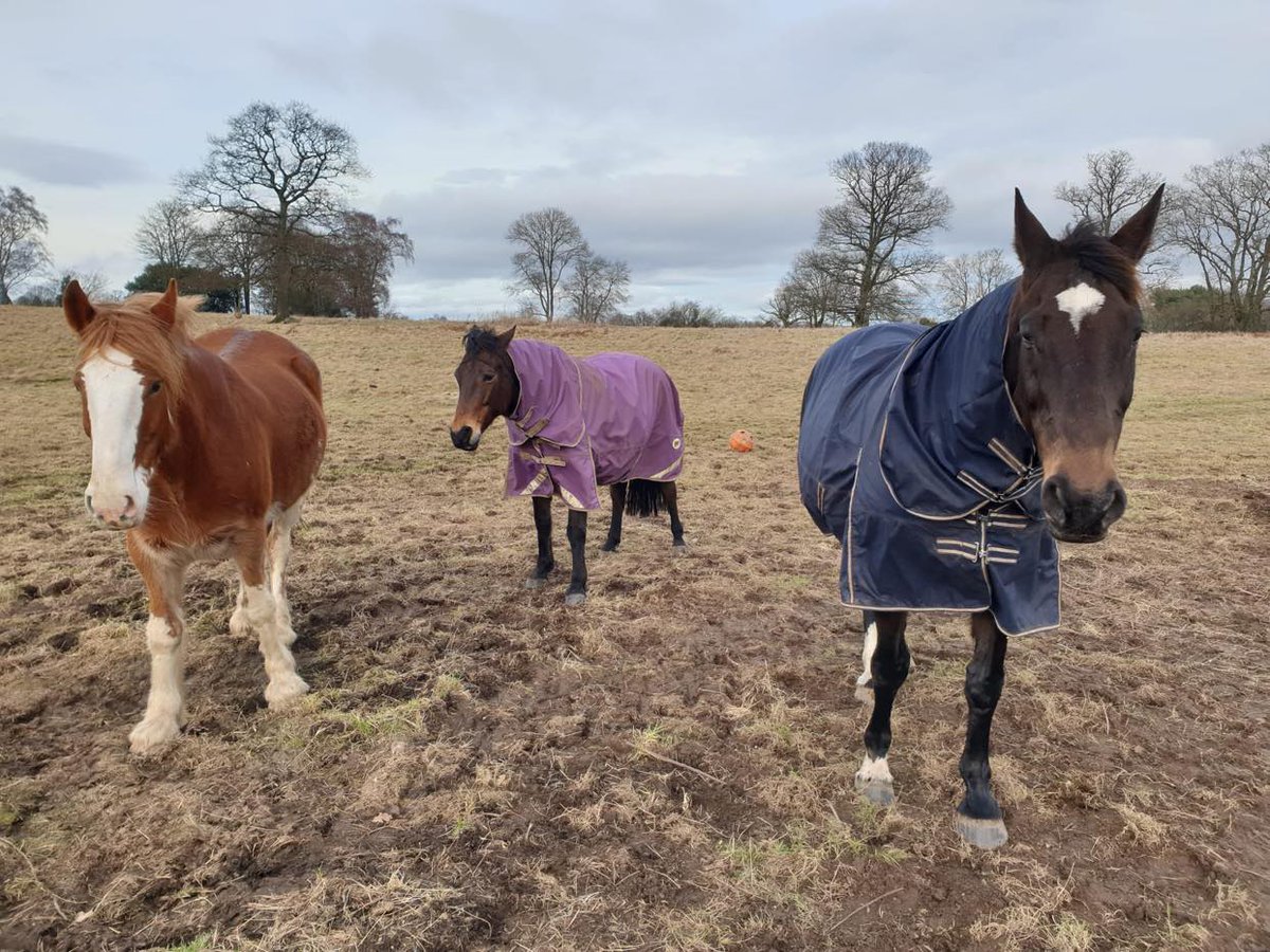 Equine Therapy Center tweet media