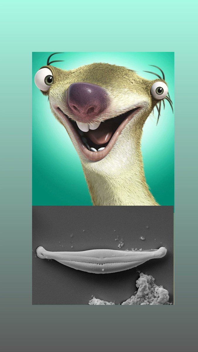 Radhacheran's tweet image. Diatom doppelganger in modern Era.
@DiatomsofIndia @pratyashanayak