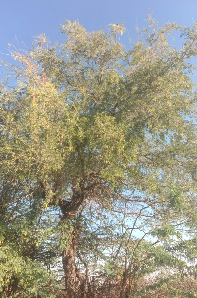 WesternIndiaWX's tweet photo. 1. kerdo stock
2. Babool tree
1. Such trees are more common in Marwar and Mewar of Rajasthan
2.Babool tree found around Jaisalmer also called deserts Area It is very common in Marwar.
#babooltree #kerdostock #marwar #jaisalmer #Rajinikanth https://t.co/b01V1hwh7V