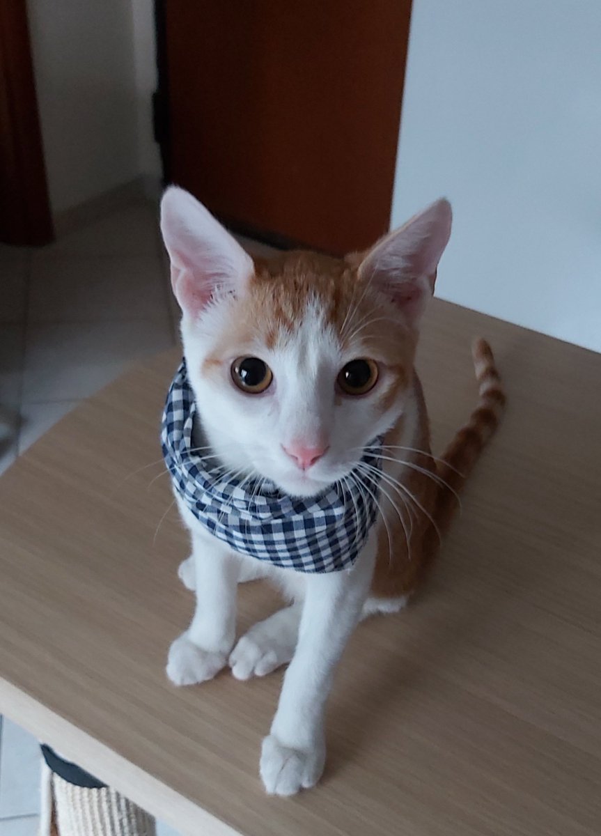 PixPurrfect_TJ's tweet photo. Tarzan, the model. When a cat's eyes are begging for food, despite the lunch he had 2 hours ago🐱😍. #CatsOfTwitter #catmodel #catsofNFT #NFTcats #NFT #NFTs #NFTCommunity #CatsOnTwitter #cats
Check out my collection at @opensea
https://t.co/mrlPe6LgcI https://t.co/I4HPUroH7J