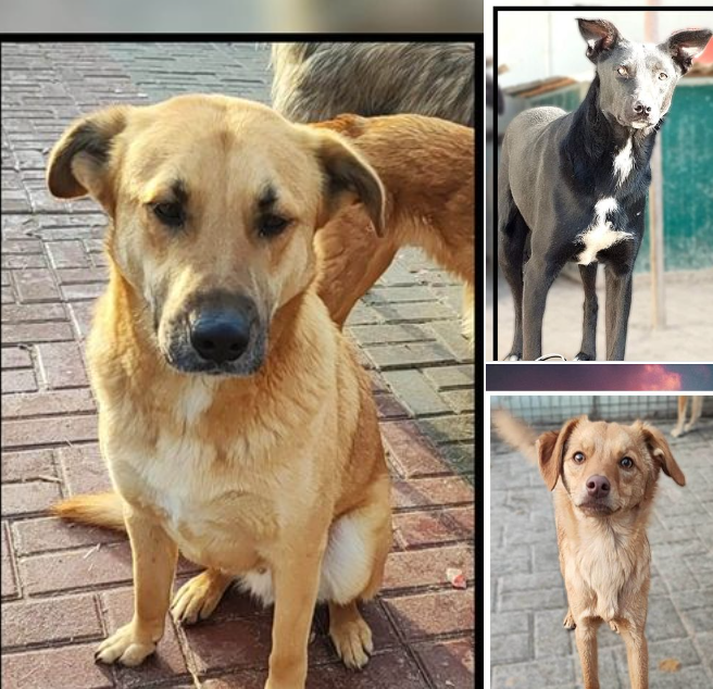 3 oubliés vont avoir la chance de rentrer en France dans un de nos refuge partenaire 💙

Si vous souhaitez aider pour financer leurs transports, nous avons lancé une cagnotte commune avec les loulous 😊 
Au total 36 chiens auront cette chance 🥰 
clicanimaux.com/collecte-8776-…