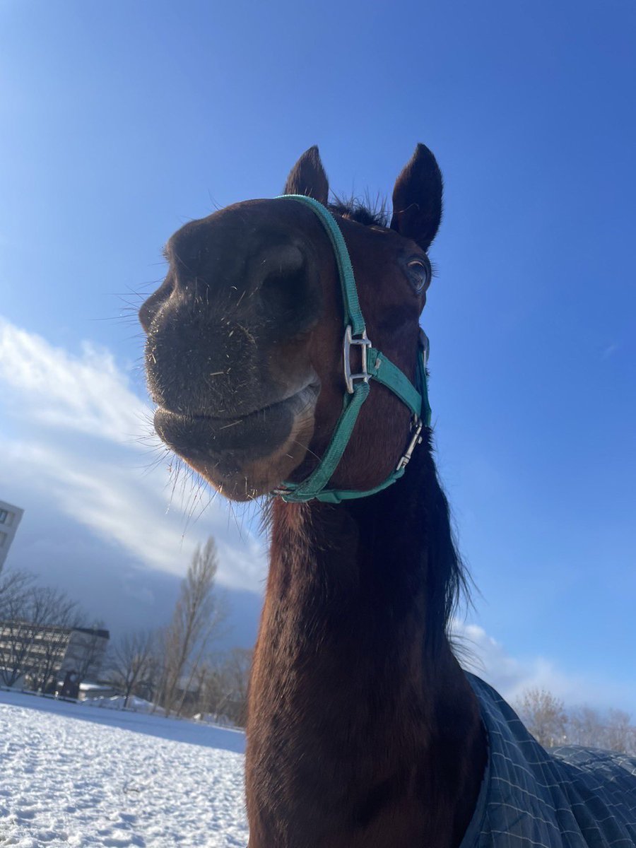 hu_equestrian26's tweet photo. 馬紹介No2.ディアード

北大唯一のサラブレッド以外の馬
よくみると他の馬より足が太い
大人しくていい子なので部員からの人気も高い
チャームポイントの困り目はとってもキュート🥰
大人の余裕なのか放牧時は一人の時が多い https://t.co/L1FQnw4qPG