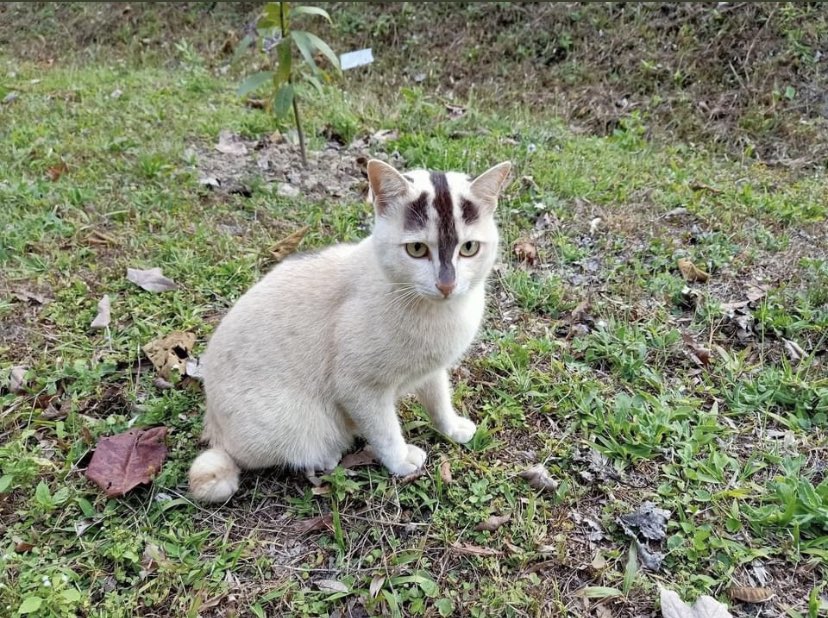 Take_Meow_Hand's tweet image. Not to alarm anyone but look at this cat with a line pattern 🥺❤️