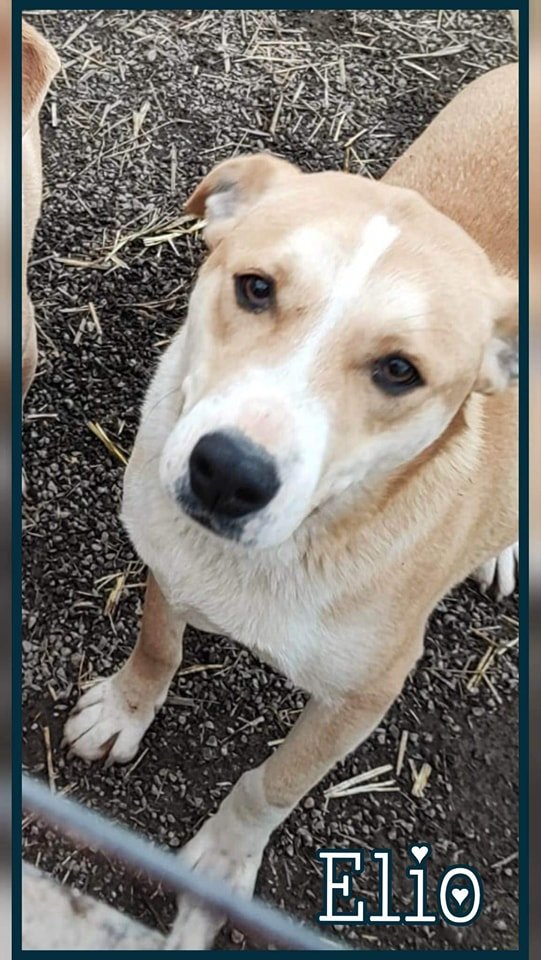 #adoption #chien 
🐕 ELIO, né en septembre 2021, pèse environ 18/20kg
🏡 Nous recherchons pour Elio une famille bienveillante, avec l'amour et le temps nécessaire à ses apprentissages, à son adaptation dans sa nouvelle maison
👉 Pour l'adopter bit.ly/3EO8Vjb