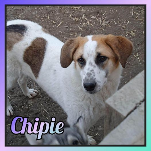 #adoption #chien
Notre belle CHIPIE, 1 an ce mois-ci,  rêve de fêter son anniversaire au sein d'un foyer aimant et chaleureux 🥰
🐕 CHIPIE est née en mars 2022 et sera de taille moyenne une fois adulte, une vingtaine de kilos.
👉 Pour l'adopter bit.ly/3EO8Vjb