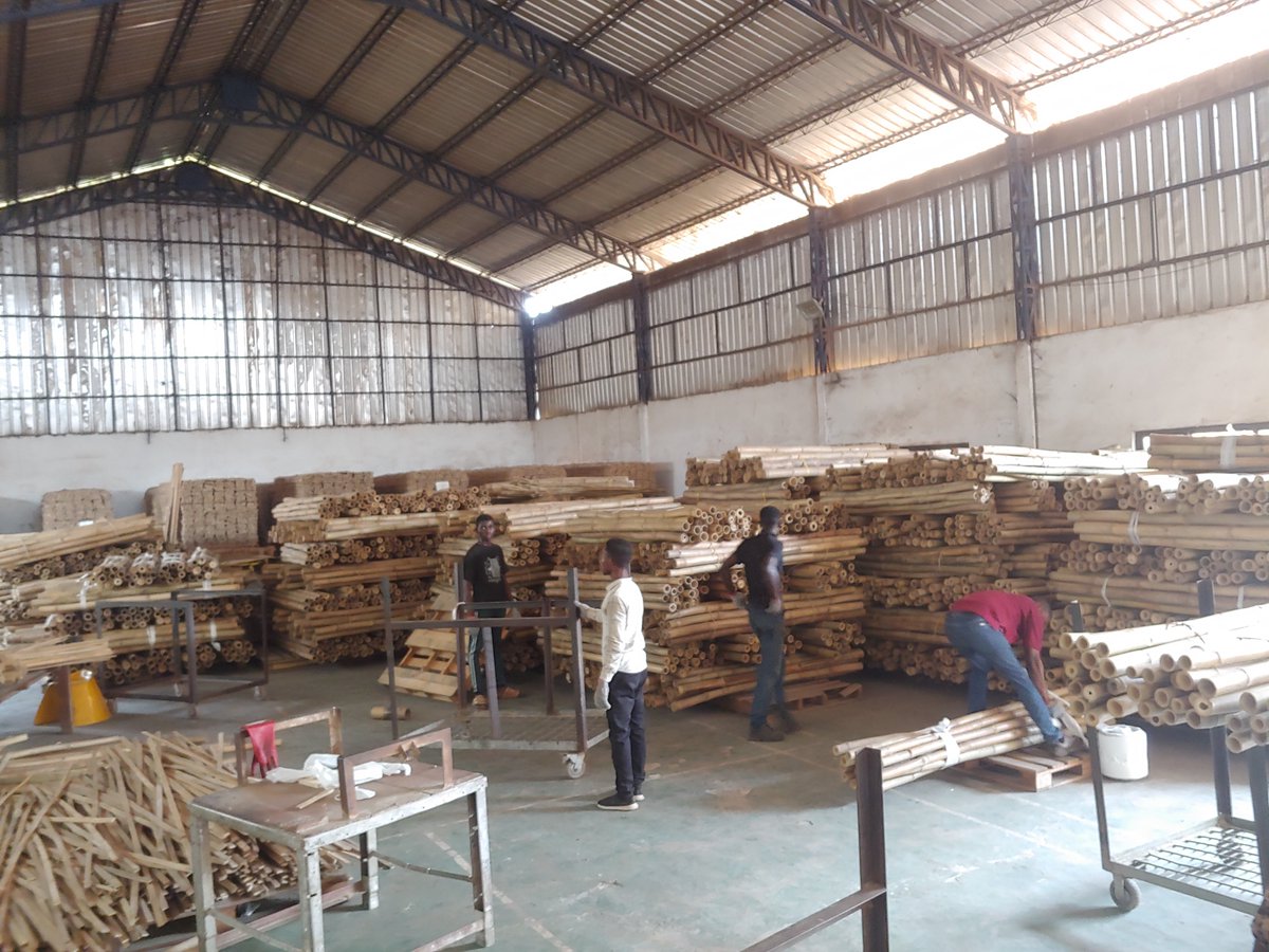 ChangEmmanuel's tweet photo. Treated Bamboos for both local purchase and shipment across the globe. Call or WhatsApp 0249186859 https://t.co/v0ME3OKSvQ