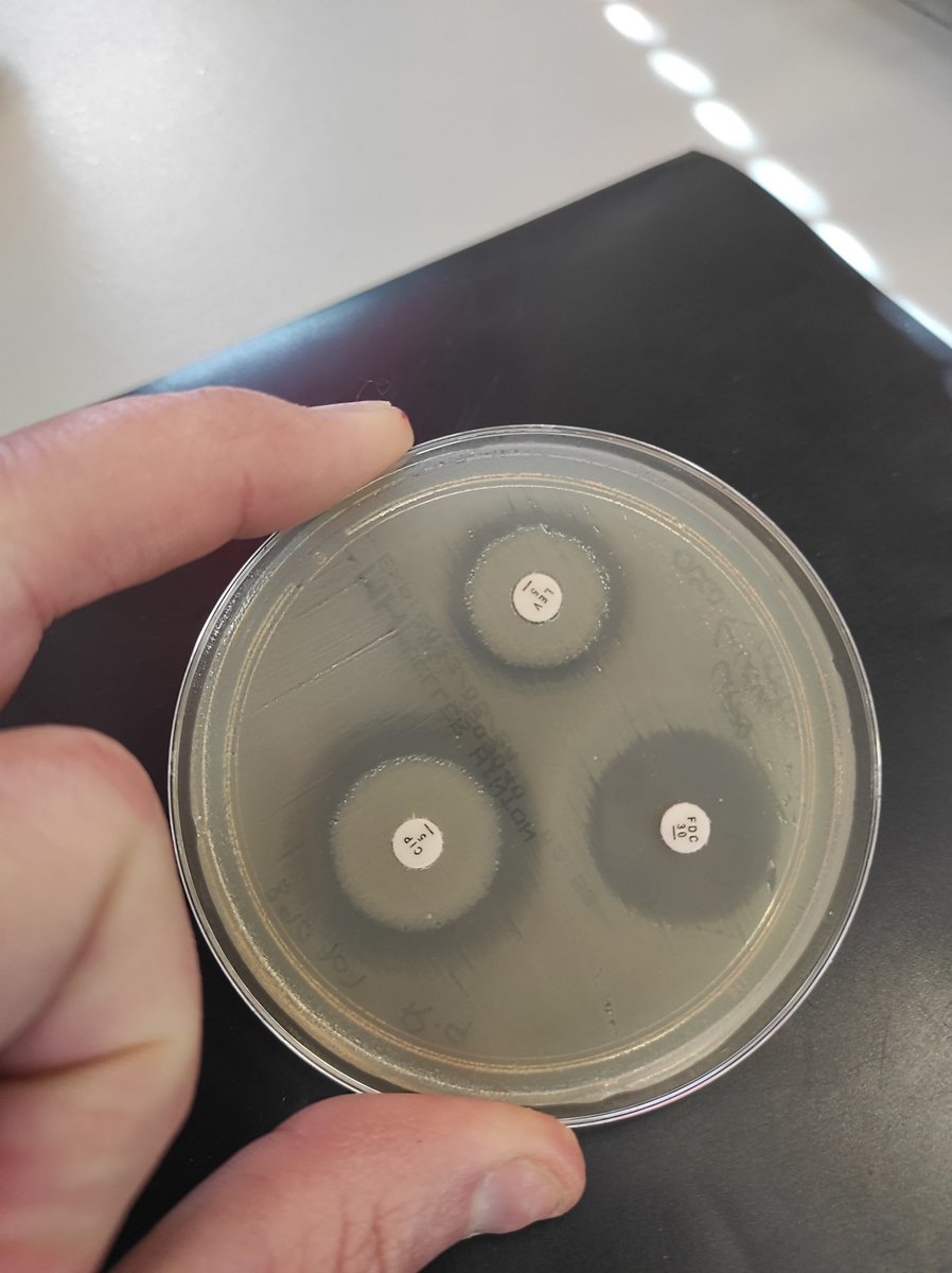 JesusVinuelas's tweet photo. Pero qué narices le pasa a esta Pseudomonas? Se te ocurre algo? https://t.co/0S1qyxj66k