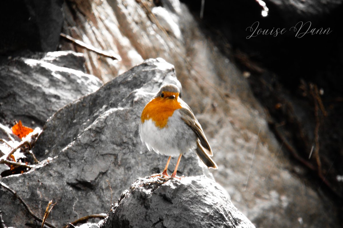 Loudann4's tweet image. What a way to start the day ❄️💖📷 @DerbyPark @GreenSefton_ @FieldsInTrust #LocalFavorite #beautifuldestinations #Robin #squirrel #TwitterNaturePhotography #TwitterNatureCommunity #naturelovers @Natures_Voice