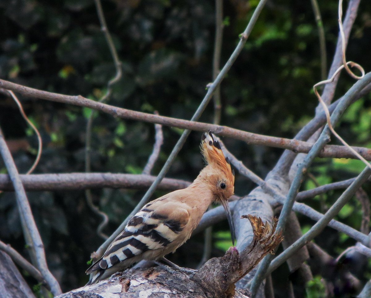 Hoopoe
#birdwatching #birds_adored #birdsmatter  #natureinfocus #birdsofindia #sharetheview #IndiAves  #birdwatching #birder #TwitterNatureCommunity #ThePhotoHour #NaturePhotography #BirdTwitter #indianbirds #canonphotography #BBCWildlifePOTD