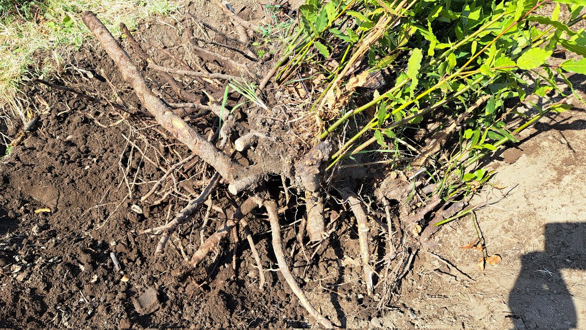 kadoguchi_info on Twitter 