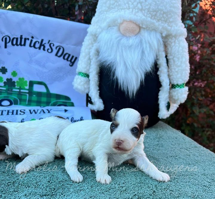 FarmsPaws's tweet photo. New schnoodle girls #puppiesofinstagram #puppy #puppylife   #poodle #schnauzer #schnoodle #SchnauzerGang #MiniatureSchnauzer #minischnauzer #DogsofTwitter #Dog #puppylove https://t.co/qtbdbHvC5I