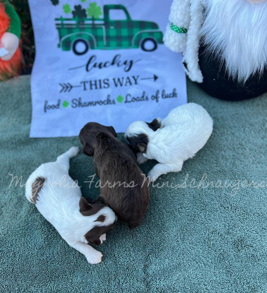 FarmsPaws's tweet photo. New schnoodle girls #puppiesofinstagram #puppy #puppylife   #poodle #schnauzer #schnoodle #SchnauzerGang #MiniatureSchnauzer #minischnauzer #DogsofTwitter #Dog #puppylove https://t.co/qtbdbHvC5I