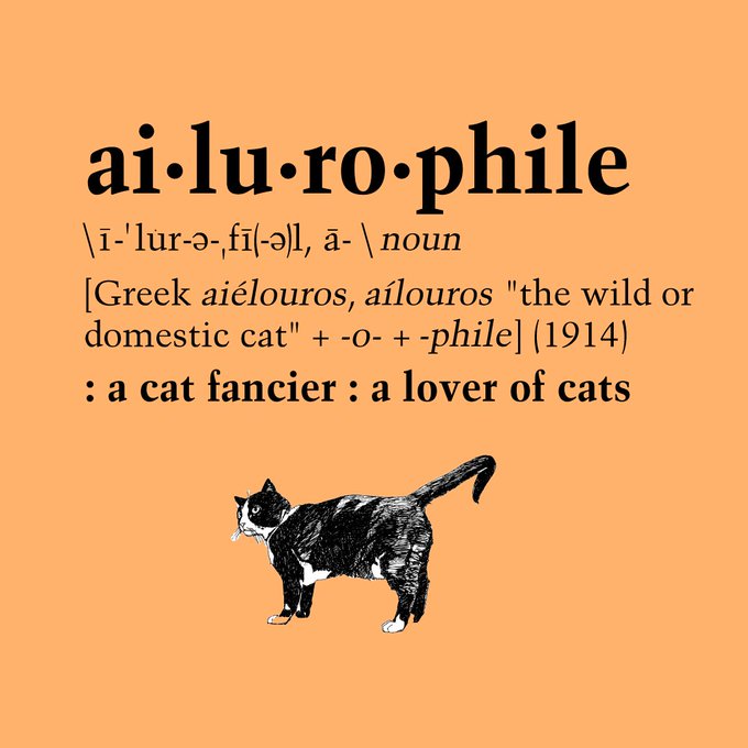 ChickenTheCat7's tweet photo. My human author @smDeWittHall loves me.
#catslife #CatsOfTwitter #FF #follow #catwords https://t.co/7BCWvqOMJQ
