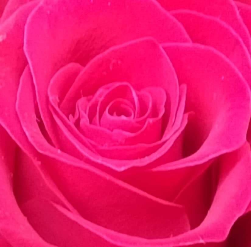 MichellePoet's tweet photo. #michellemorris #photoart #photoartist #rose #roses #rosesofinstagram #rosephotography #connection #love #light #loveandlight #WeAreONE #lovealways #nftart #nft #nfts #nftpoet #nftcreator https://t.co/CugmC92HXk