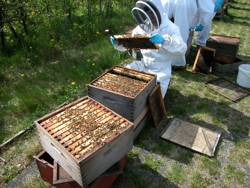 Ae you new to beekeeping or thinking of starting beekeeping? Find out more about starting right with bees here.
nationalbeeunit.com/downloadDocume…

Hoffech fod yn wenynwr?Meddwl cadw gwenyn am y tro cyntaf? Darganfyddwch mwy am gadw gwenyn fan hyn.
nationalbeeunit.com/downloadDocume…