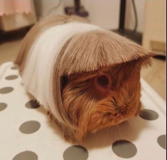 KarlaKnows's tweet image. "Ich bin gerade super busy, nicht nur als Content Creator sondern auch mit meinem Berliner Start Up, Joko Winterscheidt will vielleicht in uns investieren &amp;amp; ich mache gerade noch einen Barista-Kurs &amp;amp; arbeite an meiner eigenen Sneaker Kollektion, aber lass uns doch mal treffen!"