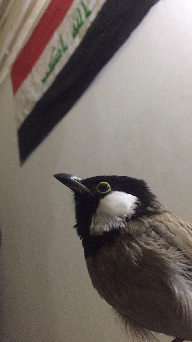 لا يرى المرء رؤية صحيحة إلا بقلبه
فإنَّ العيون لا تُدرك جَوهر الأشياء.