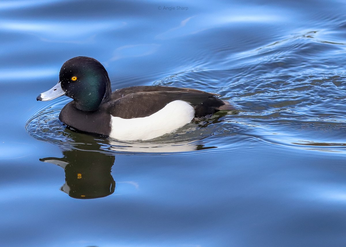 aswildlifepics's tweet photo. Tufted Duck in Sefton Park @ILoveSeftonPark #TwitterNatureCommunity https://t.co/L3Ao6ieLCz