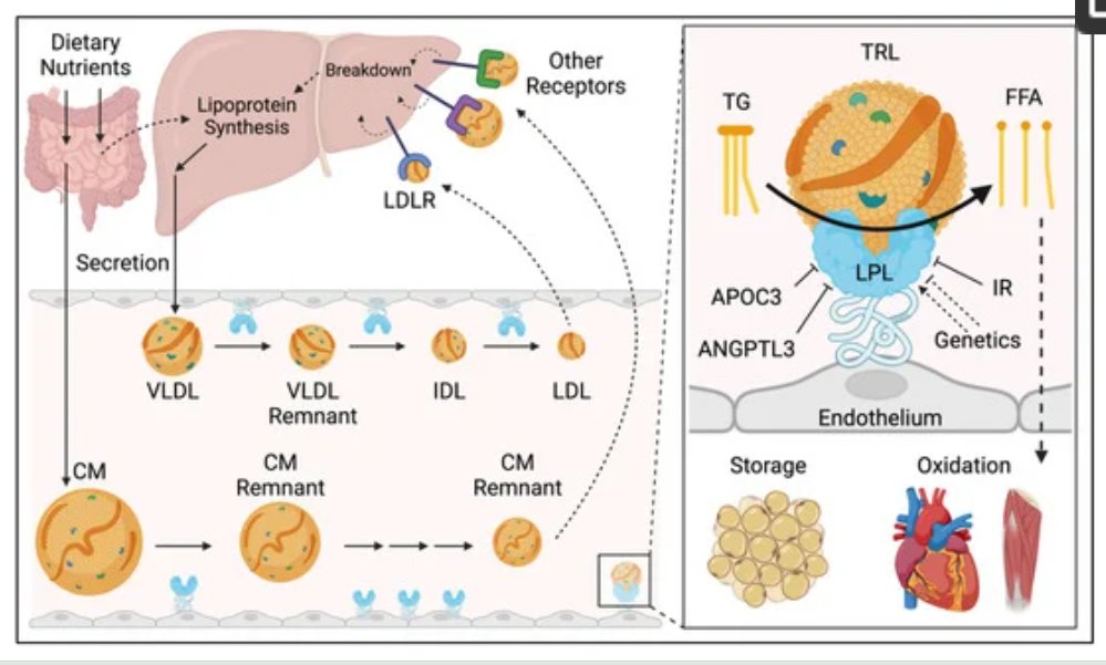 Due to the growing risks of #cardiometabolicdisease, public health &amp; policy strategies are needed to 📈 access to:

👉effective pharmacotherapies
👉low cost healthy food 
👉timely care

Learn more in an article by <a href="/PennCardiology/">Penn Heart & Vascular</a>'s #DanielSofferMD et al.

spr.ly/60113INtX